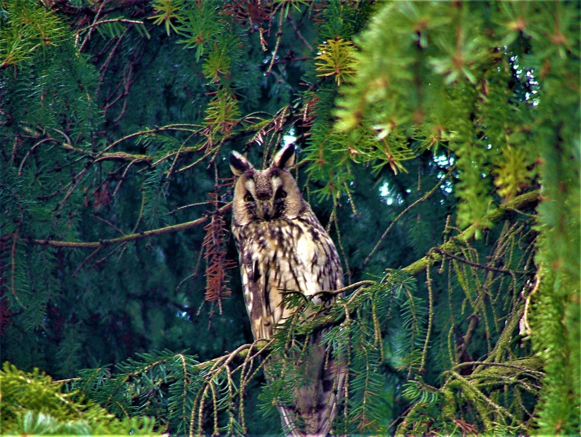 Hernis-Hoefle Elzach Kültér fotó