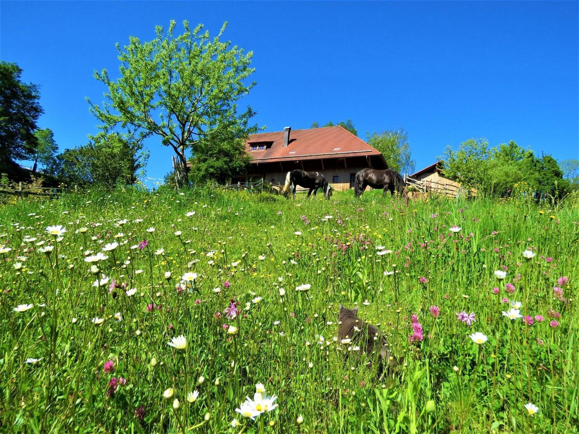 Hernis-Hoefle Elzach Kültér fotó